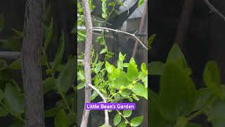 My Jujube trees { 2024 Vid 90 }  #zone10a  #garden #fruittree #gardening #growsomefood #smallgarden