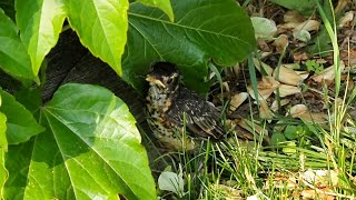 A Young Robin Searching For Its Parents