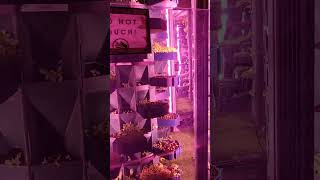 Vertical Farming-Microgreens #microgreens #futurefarming #verticalfarming #superfood #shorts