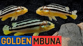 Golden Mbuna Cichlid: Beautiful and Aggressive (Melanochromis auratus)