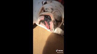 THIS IS HOW HARD IT IS TO WAKE UP A SLEEPING ENGLISH BULLDOG