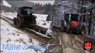 Zrywka drzew! vlog. 8! Typowa robota💪