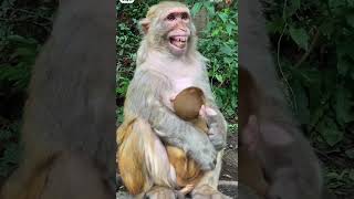 The HILARIOUS Nature of Monkeys