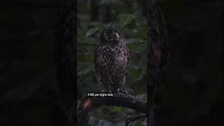 Wet owl #babyowl #wetowl #cuteowls