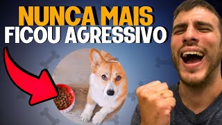 COMO ACABAR COM A AGRESSIVIDADE DO CACHORRO NA HORA DA COMIDA