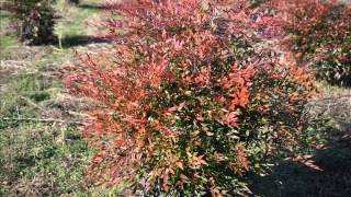 Evergreen Nandina Domestica