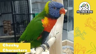 Current Hand Reared Pet Parrots | 27/7/24 | Victorian Bird Co