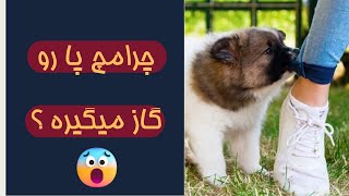 علت گاز گرفتن مچ پا | چرا سگ یهویی گاز میگیره ؟