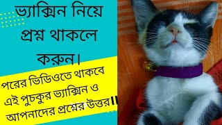 kitten vaccination,  Cat vaccination, Do you have any question?? #catvaccination #kittenvaccination