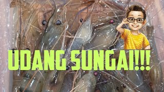 Udang Sungai.. REZEKI MENJALA..!!!