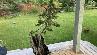 Subalpine Fir Bonsai - Initial Styling