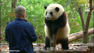 Hehua's daily training session. now she can stand well 🐼😍|CutePanda| Panda HappyLand