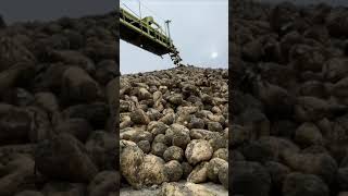 Sugar Beet Harvest ~ Beet Avalanche ~ #shorts