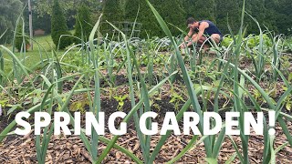 Our Spring Garden! Homesteading while Renting