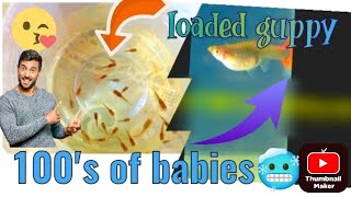 HOW TO BREED GUPPY AT HOME?? #guppy