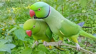 Ringneck Parrot Talking Mummy