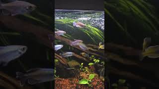 Rainbow Boesmani, Congo Tetra, Manfish Altum Parung in aquascape tank #rainbowboesmani #congotetra