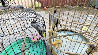 Old Sooty-headed bulbul Vs. Young Sooty-headed Bulbul