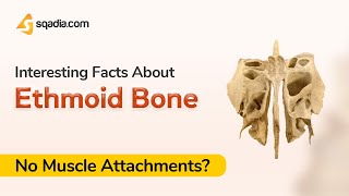 Ethmoid Bone: Interesting Facts | Human Anatomy Student Lecture | sqadia.com