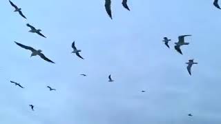 Our migratory birds have also returned to Kamal Khan Dam,Afg and now they are happy