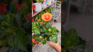 Tropic Escape Hibiscus at Lowe's 🌺