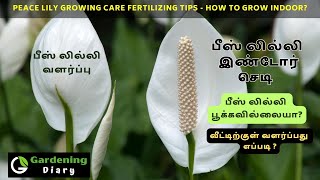 Peace lily plant growing tips in Tamil | Tips to get flowers from Peace Lily Plant