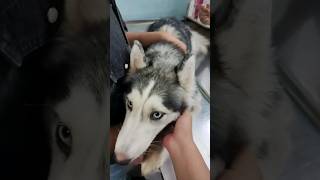 My Husky's 1 year vaccine 🧑‍⚕️💉 #shortvideo #dogs #vet #vaccine #shorts