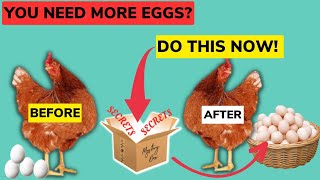 Secrets To BOOSTING EGG PRODUCTION IN YOUR LAYER CHICKEN | 100% Effective | Try This NOW!