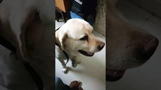 labra dog 🐕#comedy #funnyvideo 🤣🤣#trending#tiktokvideo