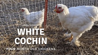 White Cochin: 4-Month-Old Chickens