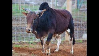 Animal Of The Week- Dwarf Zebu