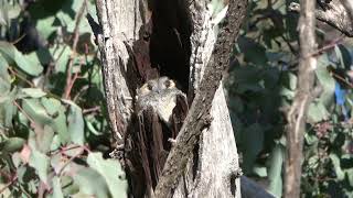 Owlet-Nightjar