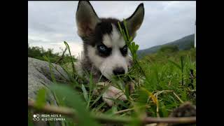 Crecimiento de un husky siberiano🐺❤🐺❤🐺❤ HUSKY SIBERIANO (TAIZON)