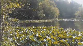 Governor Bridge Natural Area in Bowie Maryland