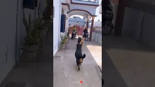 Rottweiler Daisy or Rustam Suddenly attacked stranger🚨😱Zplus security💥#rottweiler #viral #shorts