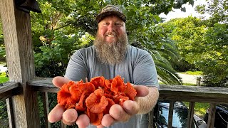 Wild Mushrooms & Venison | Hunter Gatherer Episode | Living Off The Land!