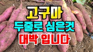 두줄로심은 꿀고구마 크기,모양 색깔 대박입니다.지금 일부 캐놓으면 추석때 맛있는 고구마 먹을수 있어요.