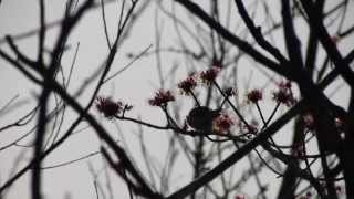 Singing Northern Parula