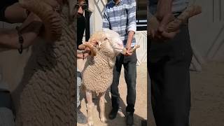 Masha ALLAH beautiful sheep/mendha 2024 #viral #trending #shorts #youtube #bakraeid2024 #sheep #yt