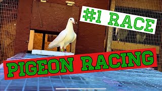 (Racing pigeons) First Young Bird Pigeon Race "2023"