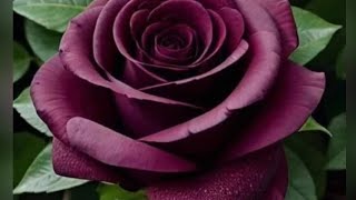 Beautiful rose flowers 🌹🌹🌹💕💕💞🥰#foryou 💕💕#rose #image #video