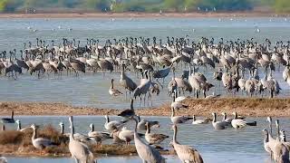 COMMON CRANES (Gujarat, India)