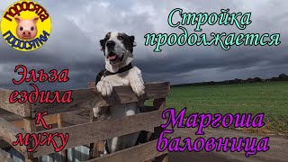 Стройка сарая продолжается. Эльза опять по женихам. Маргоша баловница. 21 сентября 2021 г.