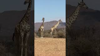 giraffe is the most mysterious animal