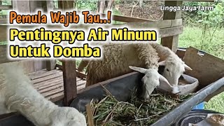 🛑 Ternak Domba - Pentingnya Air Minum Selalu Ada di Kandang