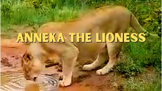 Anneka The Lioness Plays With Water