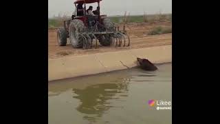 درآوردن گراز از کانال آب الان نمیدونم چطوری رهاش کردند