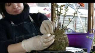 160) Kokedama, Grass Ball, as Accent Plants for Bonsai Trees