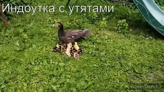 Утка привела утят)))