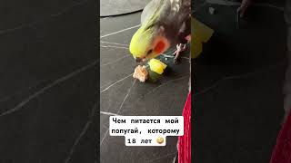 Очень любит мясо и конфеты, и еще много чего #tiktok #memes #video #ytshorts #приколы #видео